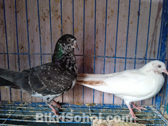 Pigeons/কবুতর